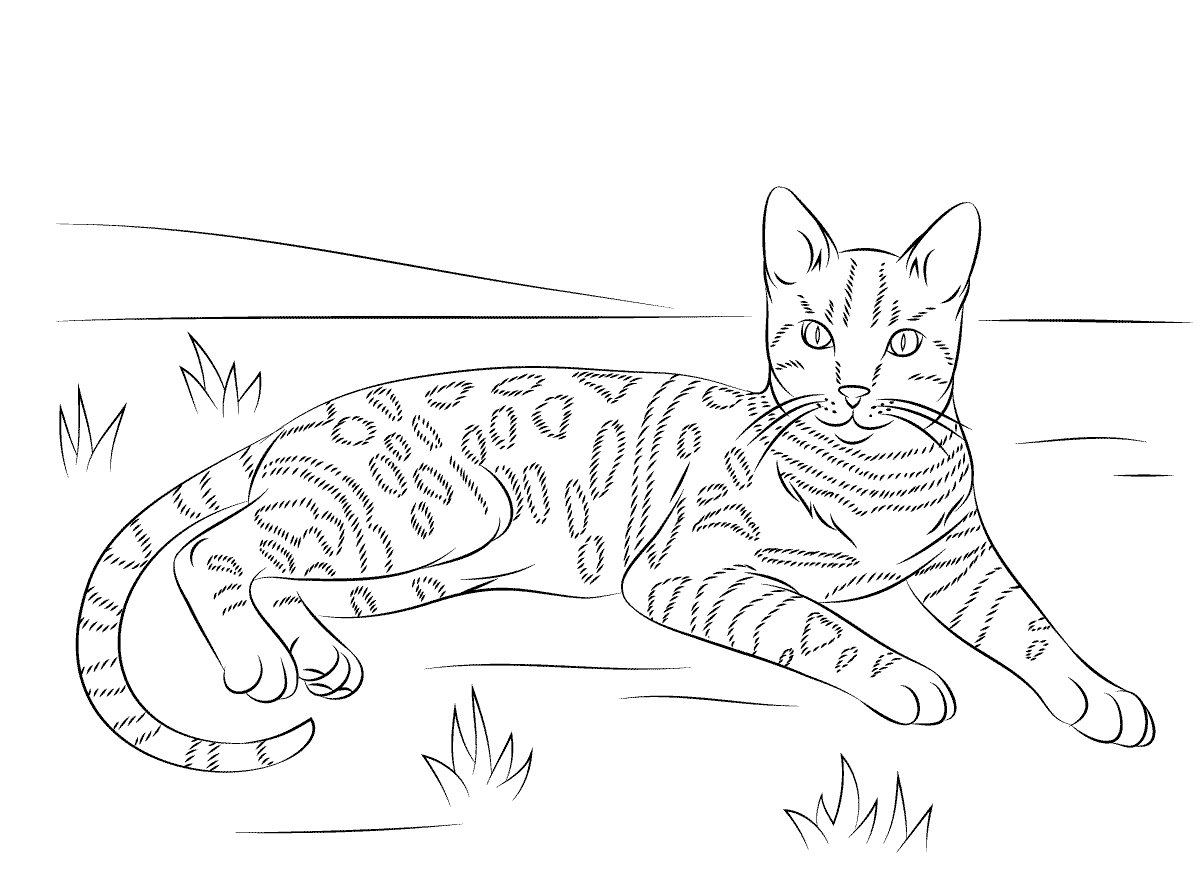 Kitty Cat Coloring Pages 4+