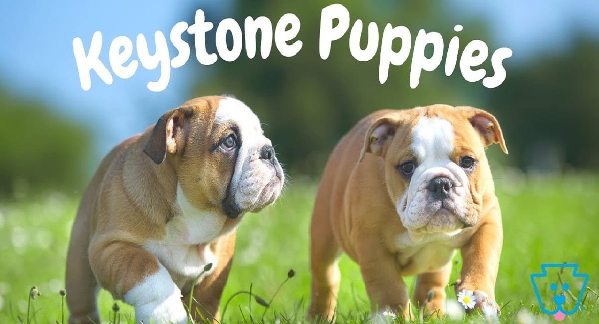 Keystonepuppies