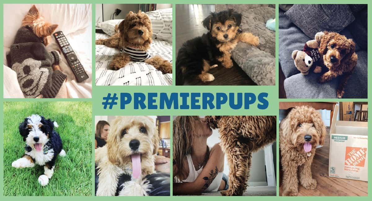 Premierpups