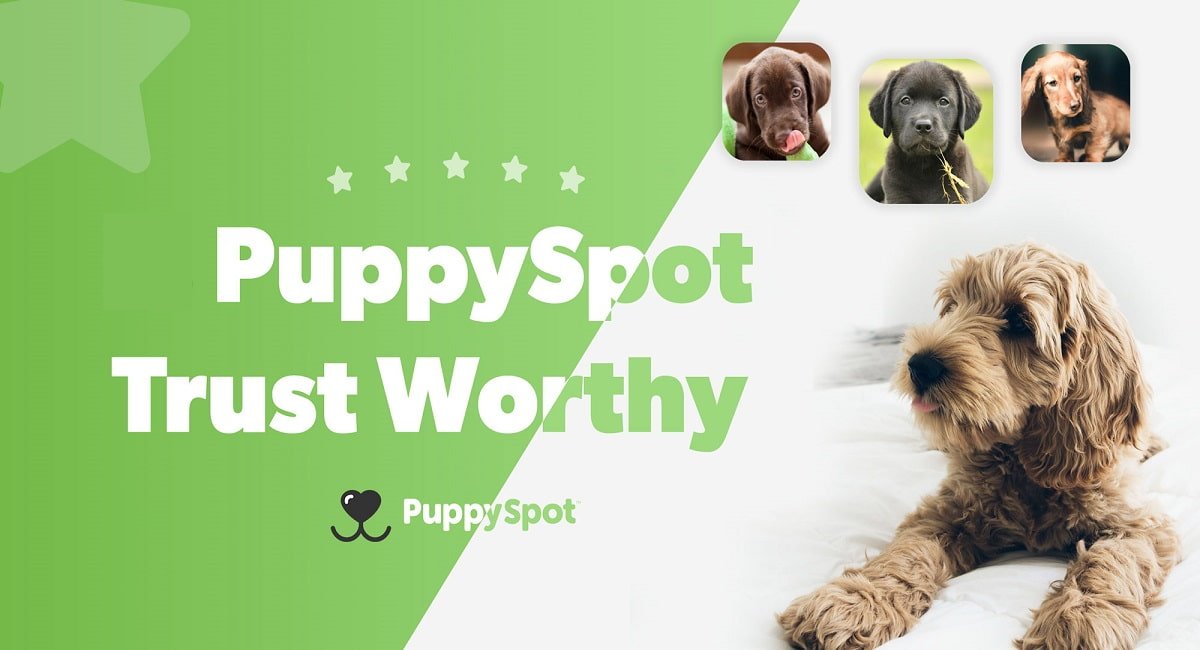 PuppySpot